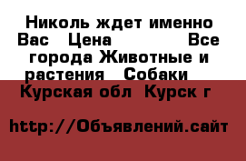 Николь ждет именно Вас › Цена ­ 25 000 - Все города Животные и растения » Собаки   . Курская обл.,Курск г.